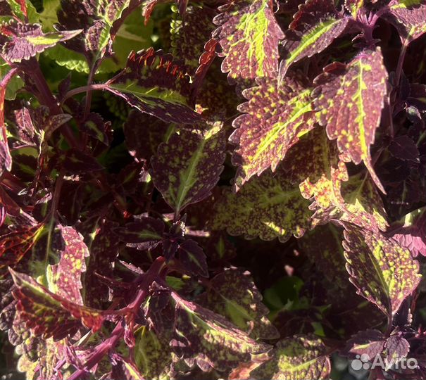 Колеусы сортовые