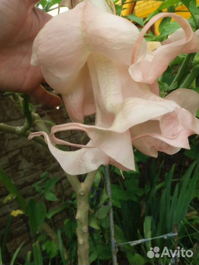 Бругмансия