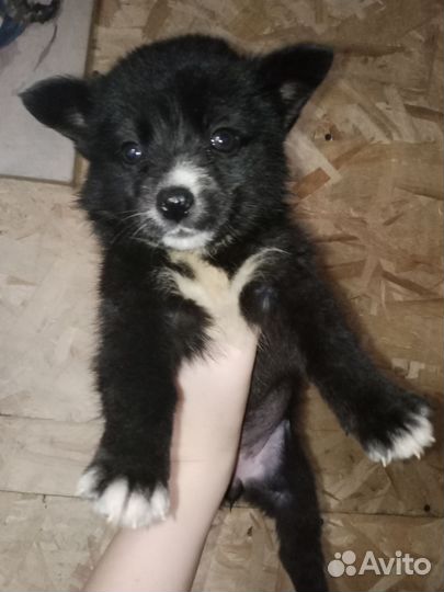 Щенки бесплатно