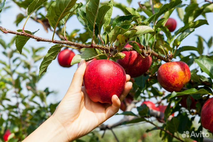 Сбор Яблок. Вахта Разнорабочие.вахта липецк