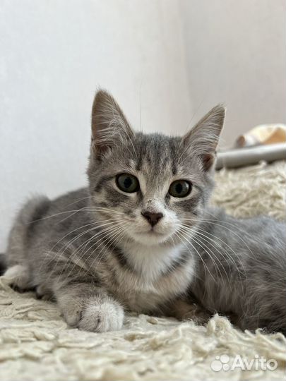 Кошечка в добрые руки