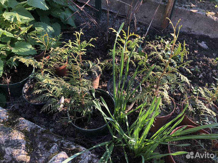 Саженцы туи