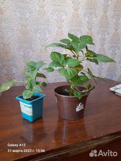 Бальзамин. Колеус. Автополив