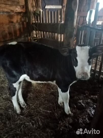 Бычок телёнок