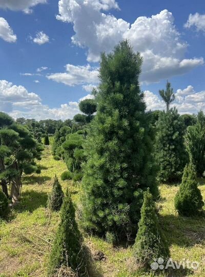 Туя Смарагд с доставкой с полей