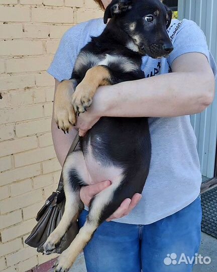 Милая, очень добрая и веселая девочка-щенок Лиззи