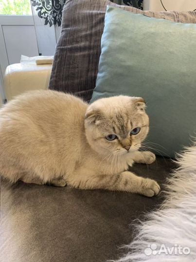 Продается кот, возраст 1 год