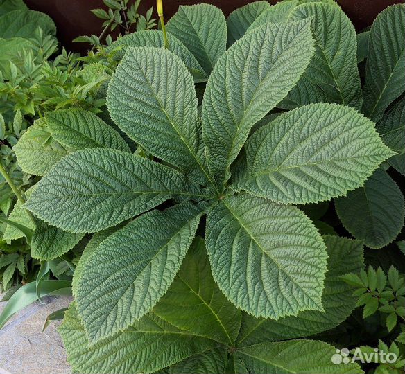 Роджерсия каштанолистная, семена