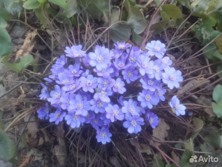 Сангвинария, печеночница