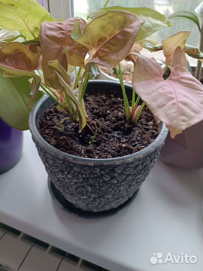 Сингониум пинк