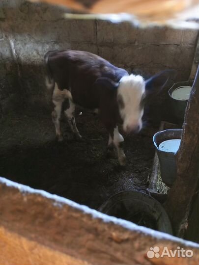 Бычки и быки