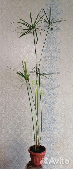 Комнатные цветы