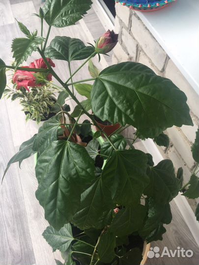 Гибискус в горшке