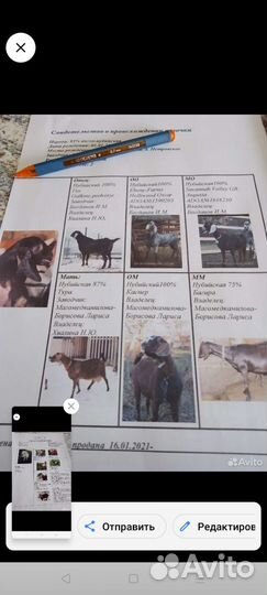 Англо нубийские козочки