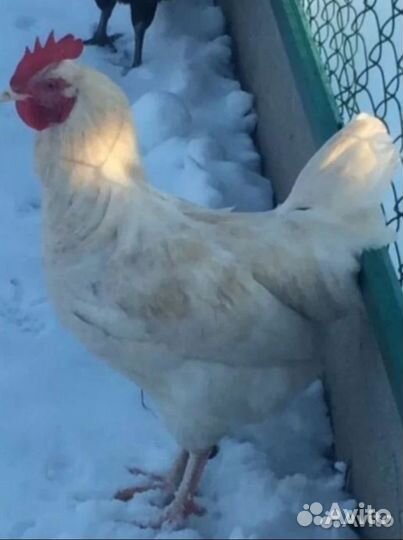 Петушок породы доминант