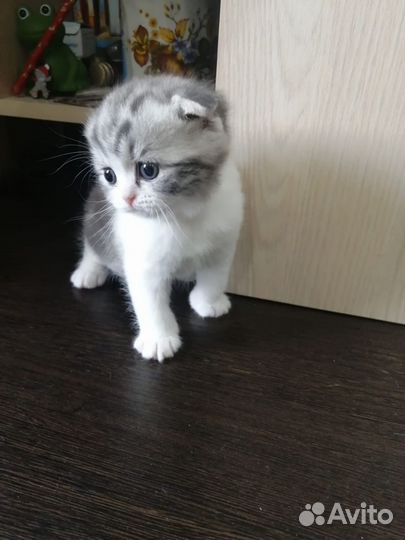Котята шотландцы