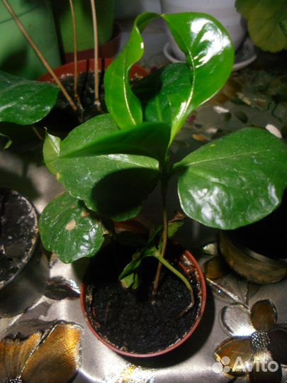 Кофейное дерево + Антуриум красный