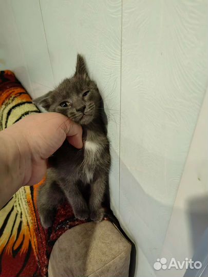 Кошка в дар