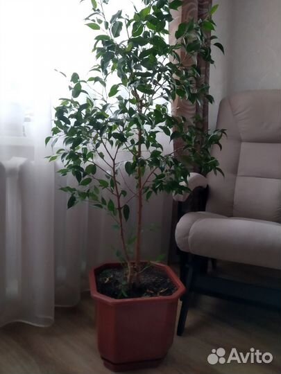 Фикус бенджамина