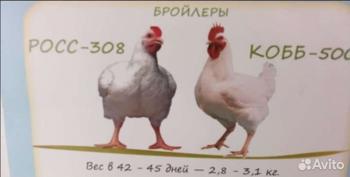 Цыплята