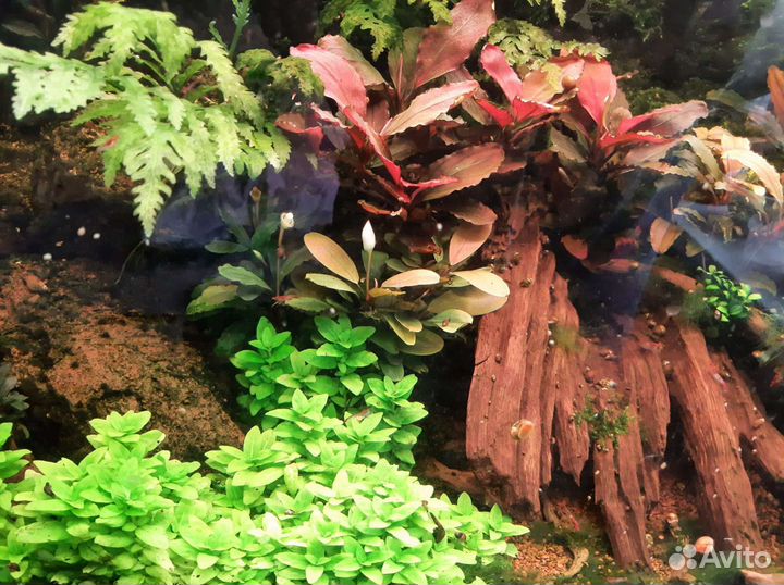 Аквариум 100 л