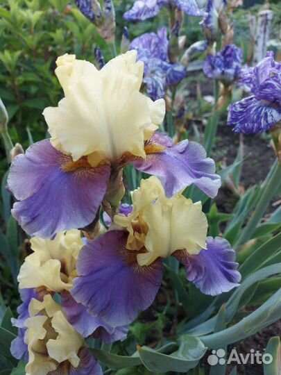 Ирисы бородатые сортовые