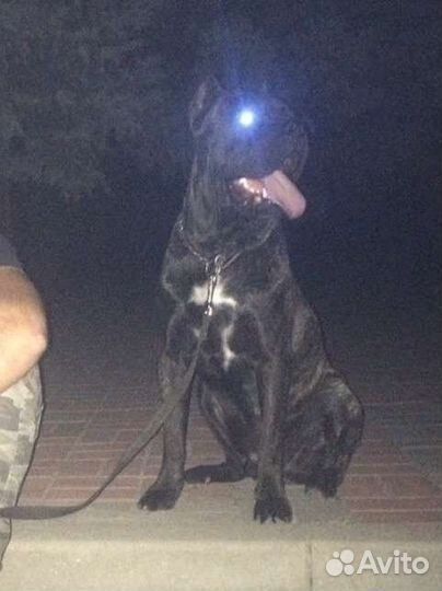 Кане Корсо вязка