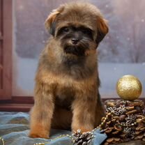 Помапу, щенок