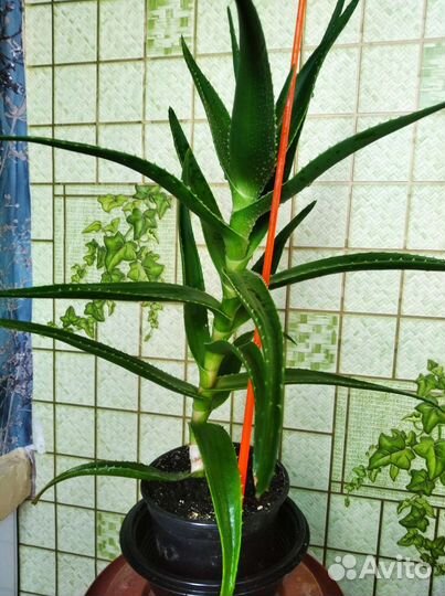 Алоэ столетник лечебный