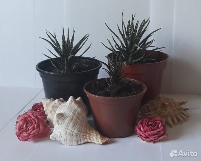 Хавортия суккуленты