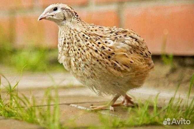 Яйца перепелиные инкубационные, перепелята