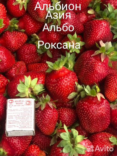 Рассада клубники