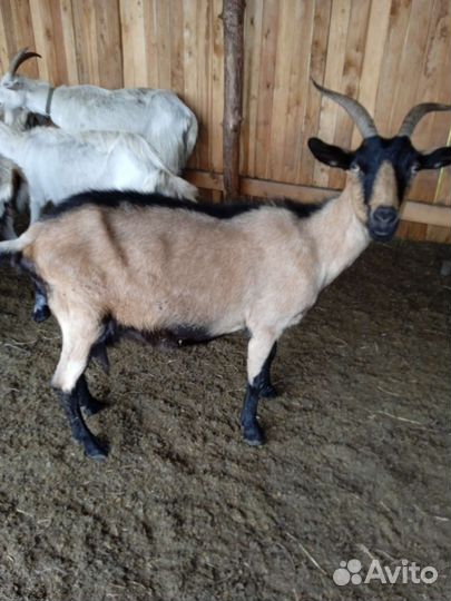 Коза нубийская