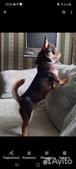 Вязка кобель чихуахуа