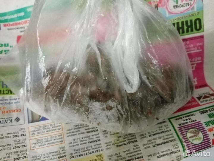 Корм для стрижей, сверчки и зофобас