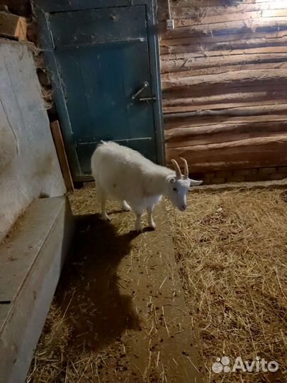 Козы, козлята, козлы