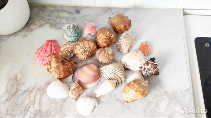 Морские ракушки раковины