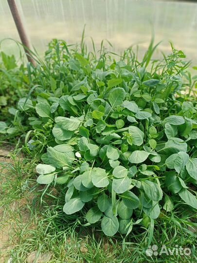 Рассада капусты