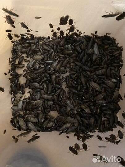 Кормовые насекомые