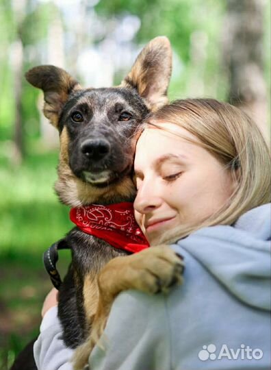 Метис овчарки, 4 мес