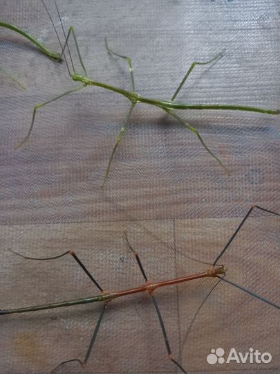 Богомол, палочники редкие виды