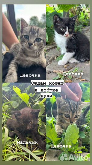 Котята в добрые руки