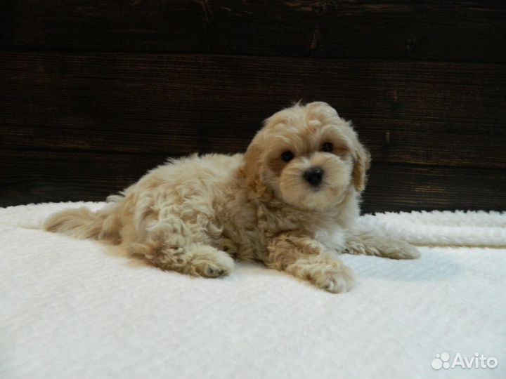 Щенки мальтипу