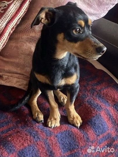 Хозяин найдись