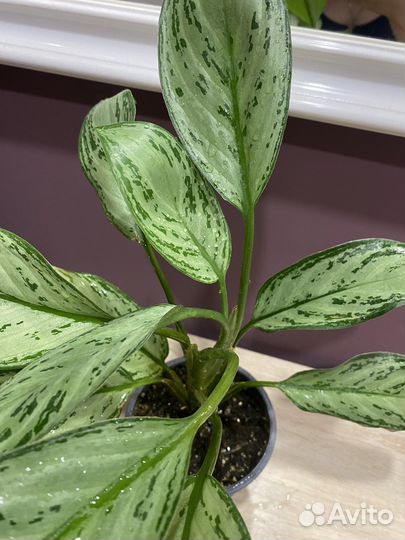 Аглаонема Сильвер Бей