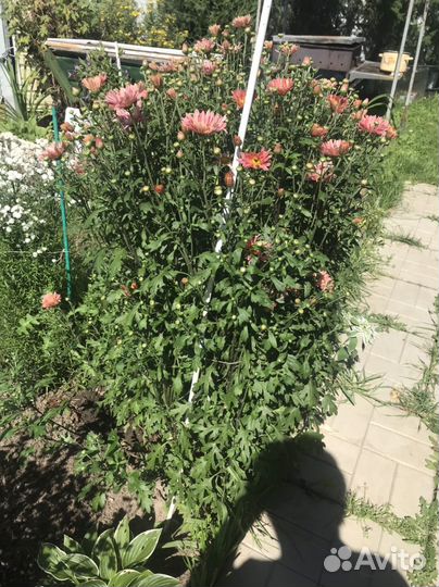 Хризантемы