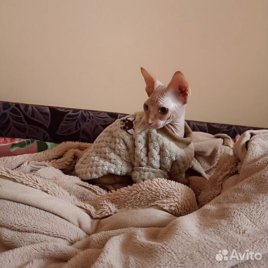Канадский сфинкс котенок