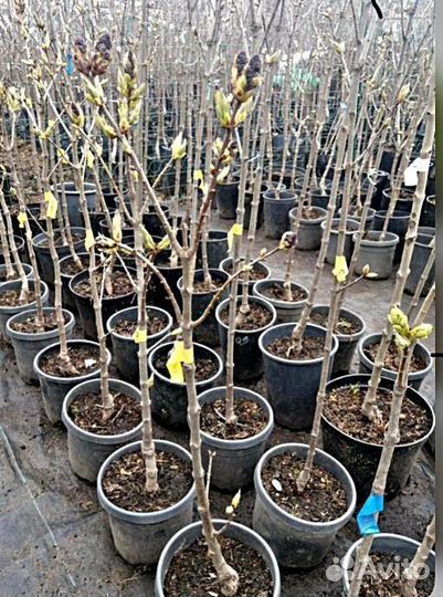 Саженцы Алыча Кубанская Комета