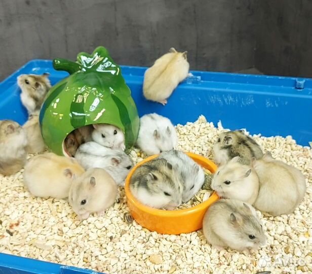 Джунгарские хомяки