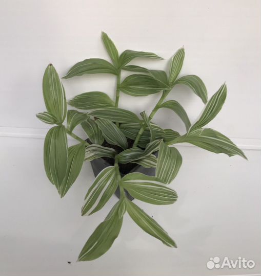 Традесканция Квиксильвер